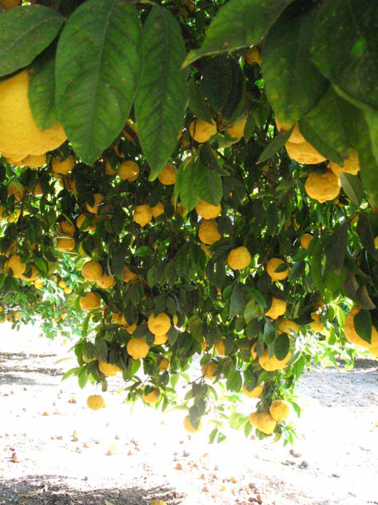              Shade leaves (South African, Riverside, CA)       